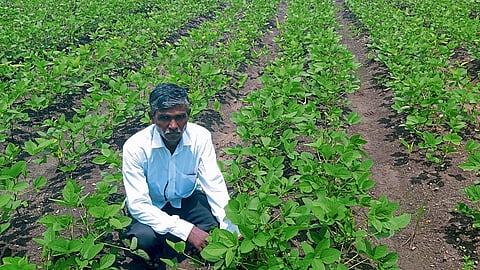 Soybean