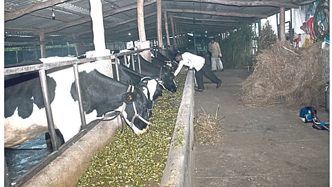 Dairy
