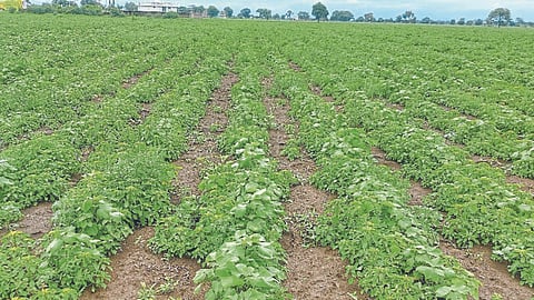 Weed Control