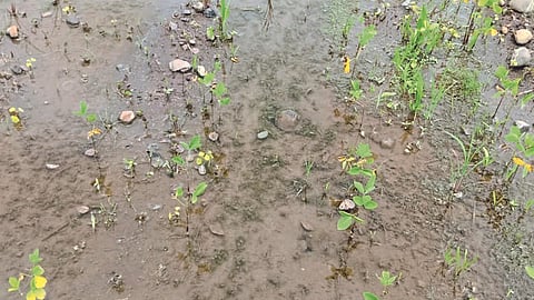 Crop Damage