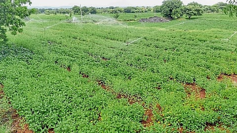 Crop Damage