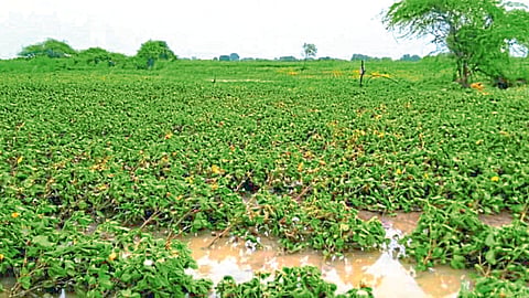 Crop Damage