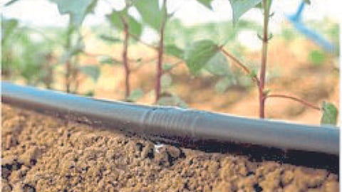 Fertilizer