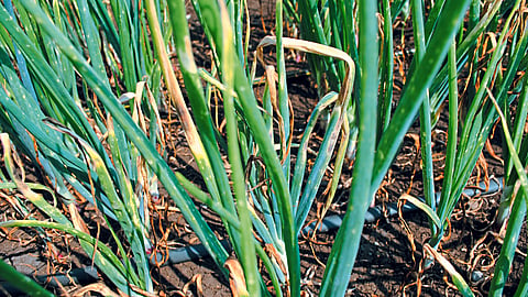 Onion