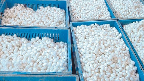 Silk Farming