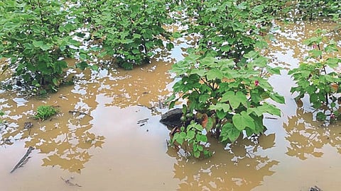 Crop Damage