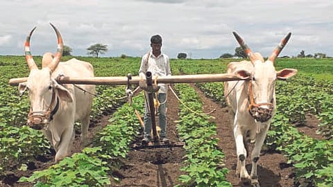 Agriculture