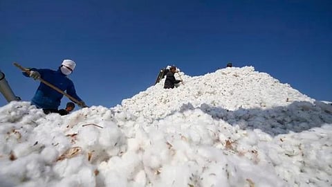 Cotton Rate