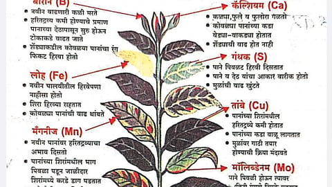 Crop Protection
