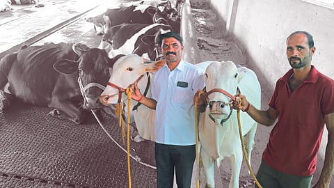 Dairy