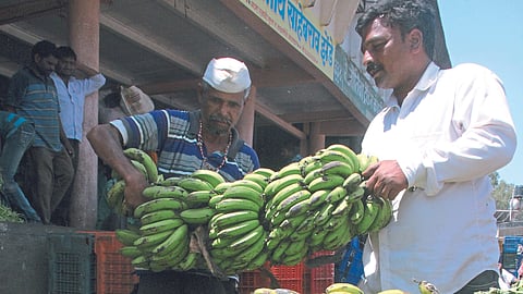 Banana Export