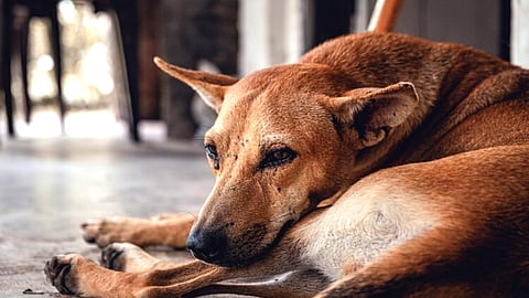 Street Dog