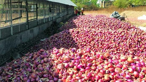 Onion Stock