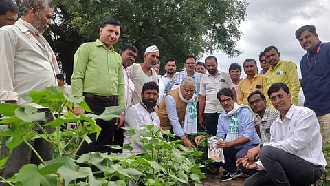 Cotton Cultivation