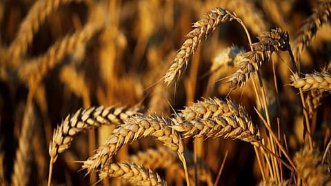 wheat