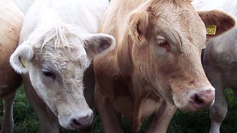Animal Disease