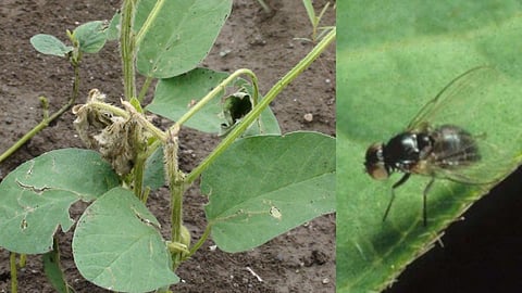 Soybean Steamfly