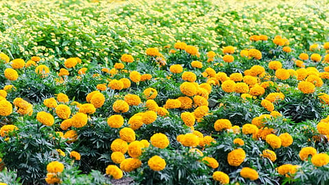 Marigold