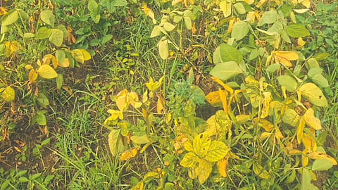 Soybean