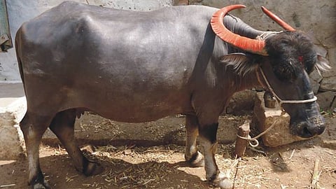 buffalo