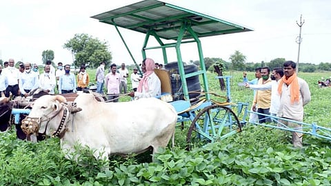 Bullock Farming