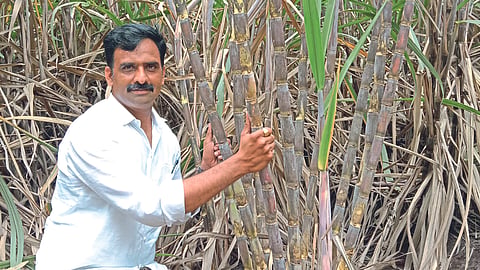 Sugarcane