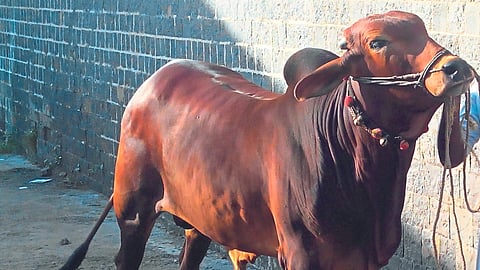 Purebred Bull