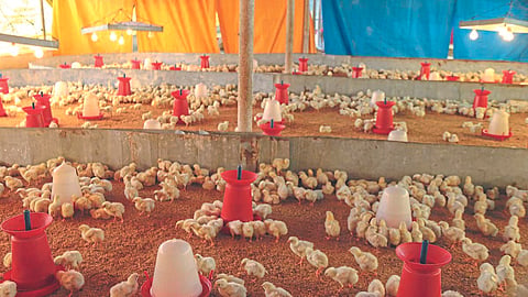 Poultry