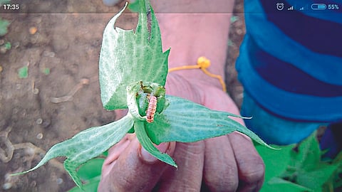 Cotton Pest
