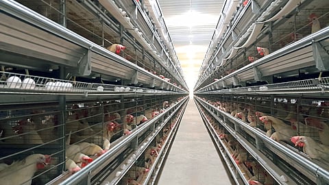 Poultry