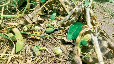 Crop Damage