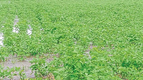 Crop Damage