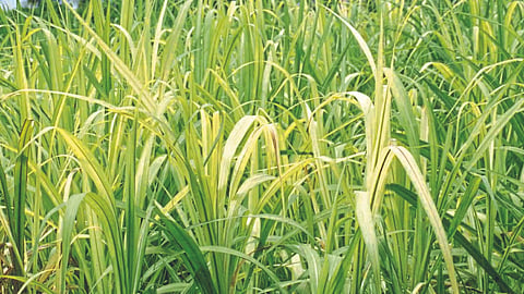 Natural Farming