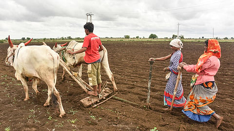 Rabi Sowing