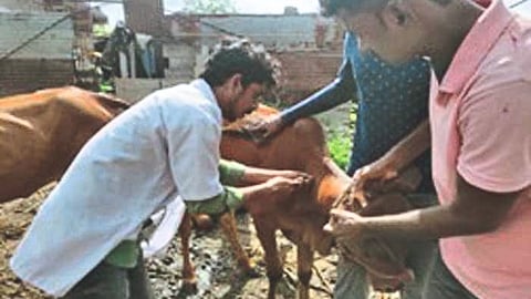 Lumpy Vaccination