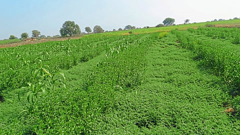Organic Fertilizer