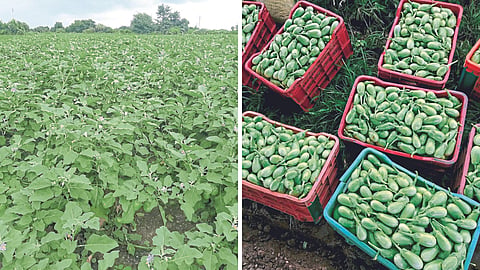 Vegetable Farming