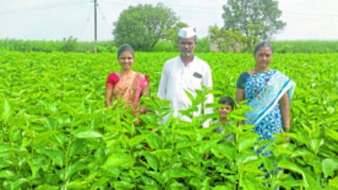 Slik Farming
