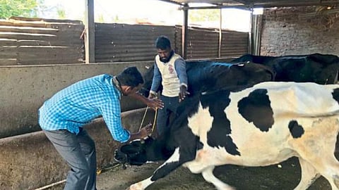 Lumpy Vaccination