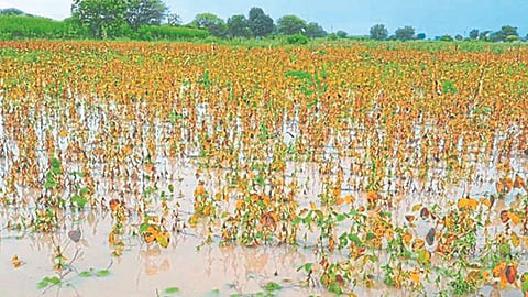Crop Damag