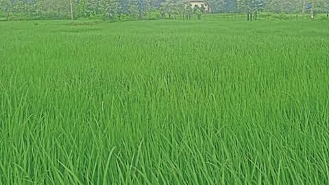 Paddy Farming