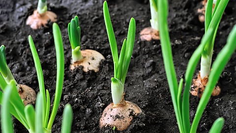 Onion