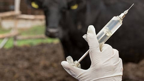 Lumpy Vaccination