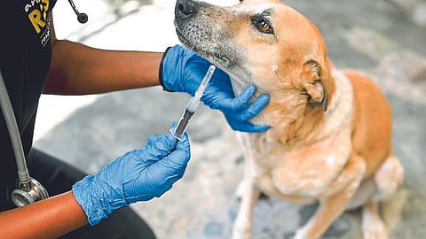 Rabies