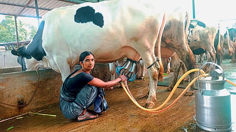Dairy