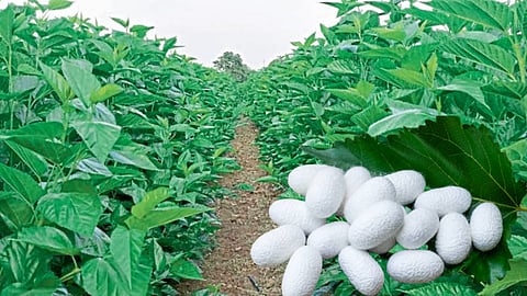 Silk Farming