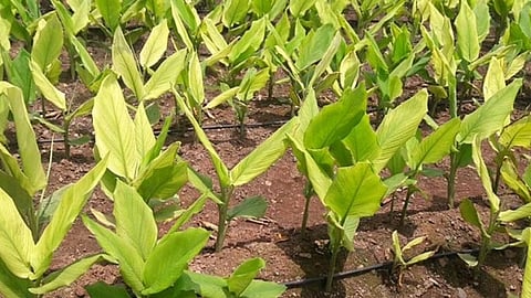 Turmeric Crop Management
