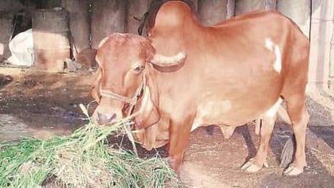 Livestock