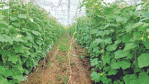 Vegetable