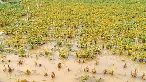 Soybean Crop Dmaage